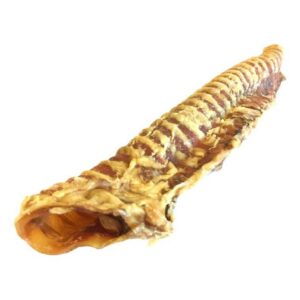 Buffalo Trachea