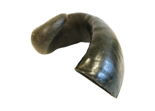 XL Buffalo Horn