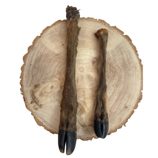 Deer Leg, Fallow