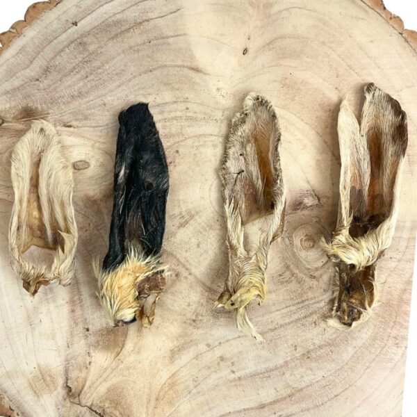 Hairy Lambs Ears